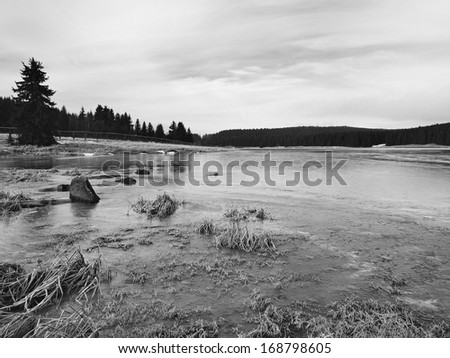 Winter view over lake with thin blue ice to opposite bank. Dry old stalks of grass and reeds on the bank, dark blue and green needles tree, naked leaves tree. Black and white photo.