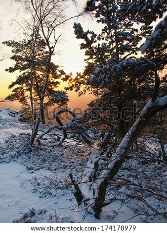 Winter morning in park forest. View through pine branches to orange and blue cold sky, fresh powder snow on stony ground.