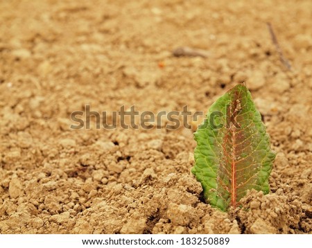 Dry ground of cracked and crushed clay with first green leaf.