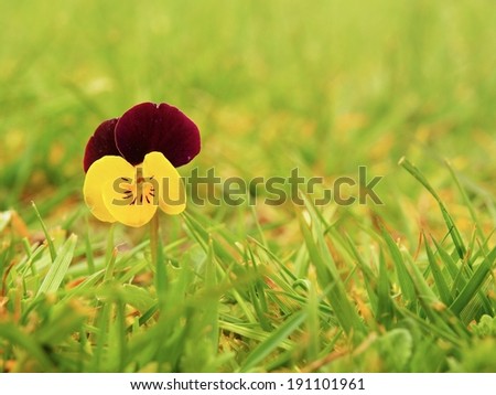 Small wild pansy flower in blossom, blurred fresh green grass in the background.