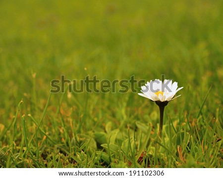 Small wild pansy in blossom, blurred fresh green grass in the background.