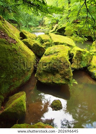 Big mossy sandstone boulders in clear mountain river, fresh green branches above water. Reflections in water level.