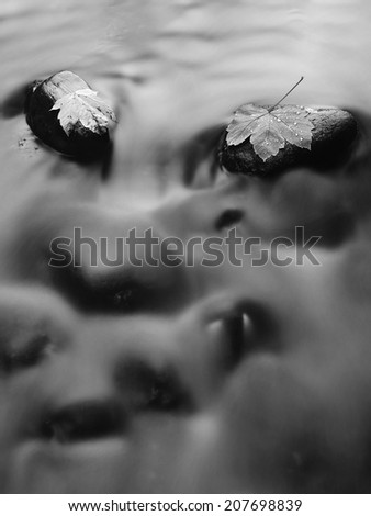 Broken maple leaves on basalt stone in blurred water of mountain river, first autumn leaves. Black and white photo.