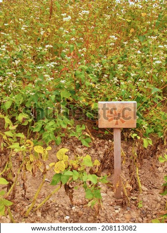 Wooden sign on short column at field with herbs. Mark of flowers painted on wooden table. traditional garden with herbs.