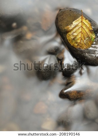 Yellow rotten alder leaf on basalt stone in blurred water of mountain river, first autumn leaves.