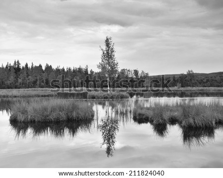 Swamp with peaceful water level in forest, young tree on island in middle. Fresh green color of herbs and grass, heavy clouds in sky. Black and white photo.