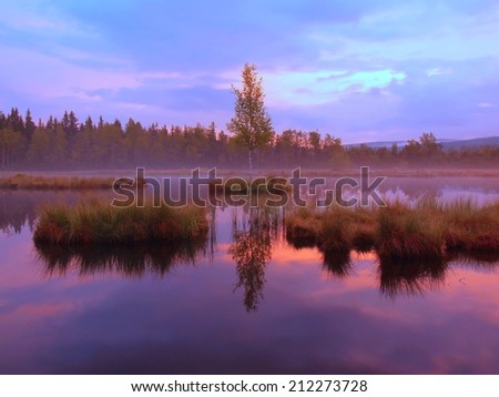 Purple morning at swamp with peaceful water level in mysterious forest, young birch  tree on island in middle. Fresh green color of herbs and grass, heavy clouds in sky.