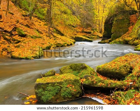 Autumn colorful mountain river. White foamy rapids in curve of river. Gravel and boulders on river banks covered with colorful leaves, fresh green mossy stones.
