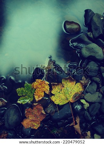 The colorful broken maple  leaf. Leaf fallen from maple  tree on basalt stones in blurred water of mountain stream.
