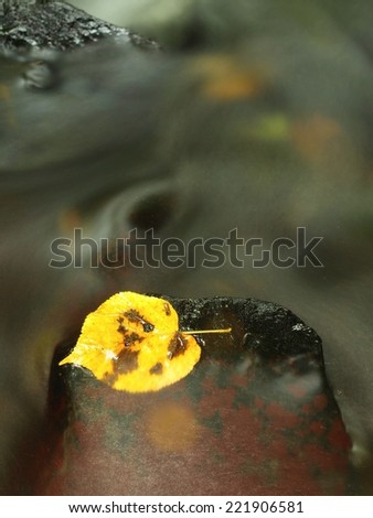 Bright autumn colorful leaf. Nice yellow broken ash leaf on basalt stone in blurred water of mountain stream cascade.