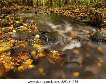Mountain river with low level of water, gravel with first colorful leaves. Mossy rocks and boulders on river bank, green fern, fresh green leaves on trees.