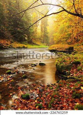 Stony bank of autumn mountain river covered by orange beech leaves. Fresh green mossy big boulders. Green leaves on branches above water make reflection
