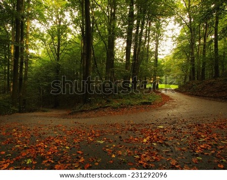 Dark rainy day.  Path leading among the beech trees at near autumn forest surrounded by fog.