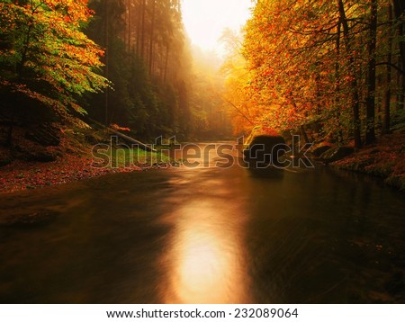 Colors of  autumn mountain river. Colorful gravel with leaves, leaves trees bended above river.