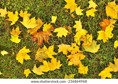 End of football season. Dry maple leaves fallen on ground of natural green football turf with painted white line .