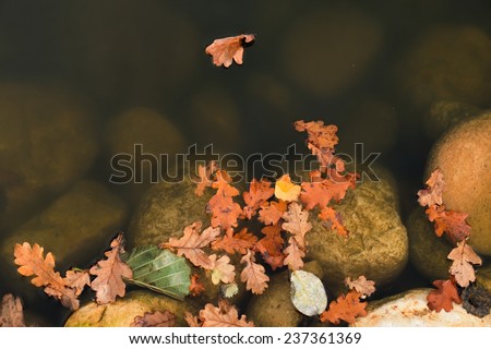 Colorful oak leaf floating on water pond, big boulders in pond bank. Sailing in gentle wind.