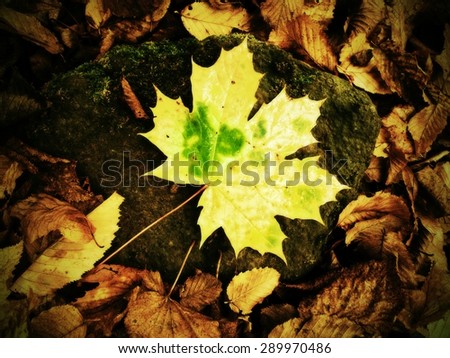 Park ground with autumn leaves. Yellow green broken maple leaf on mossy stone.