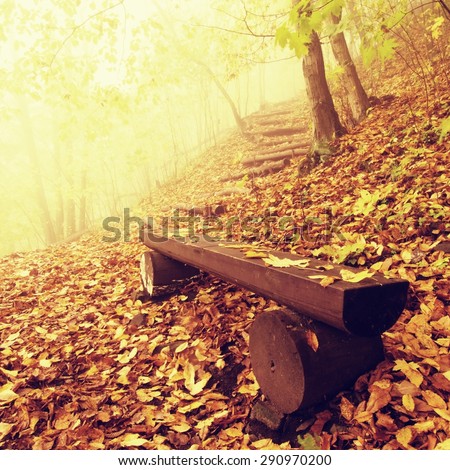 The autumn misty and sunny daybreak at beech forest, old abandoned bench below trees. Fog between naked beech trees.