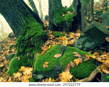 Big basalt mossy boulder in leaves forest covered with first colorful leaves from maple tree, ash tree and aspen tree.
