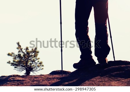 Man hiker legs in boots and poles stand on mountain peak rock. Small pine bonsai tree grows in rock.