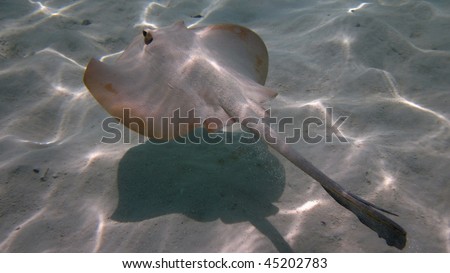 Flat fish flying above the sand 1