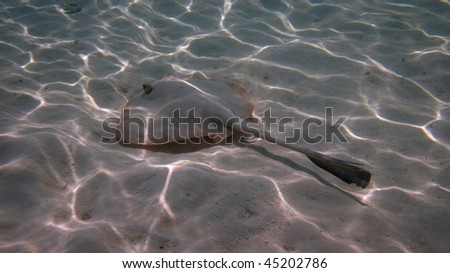 Flat fish flying above the sand 2