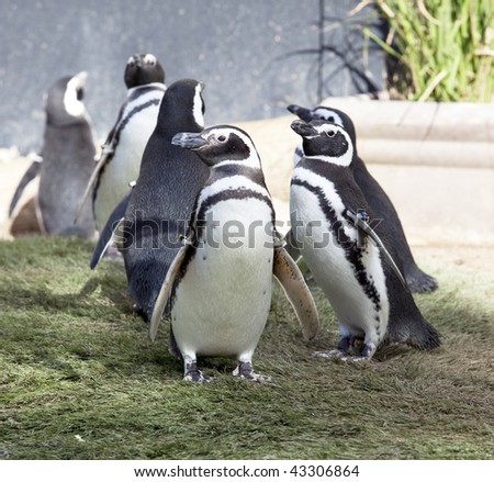 South American humboldt penguin\'s