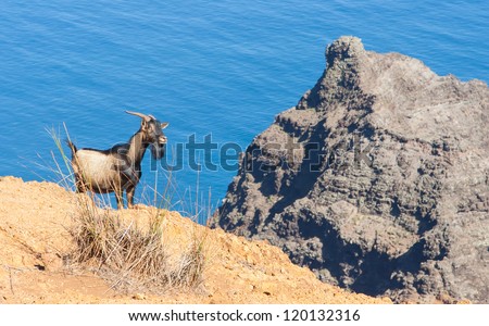 Feral Goat on Kauai in the Kalalau area on the top of the many ridges in the area
