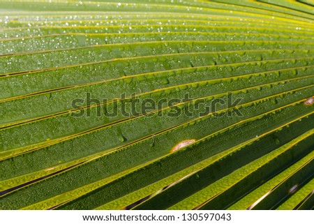 Abstract view of tropical plant with mist