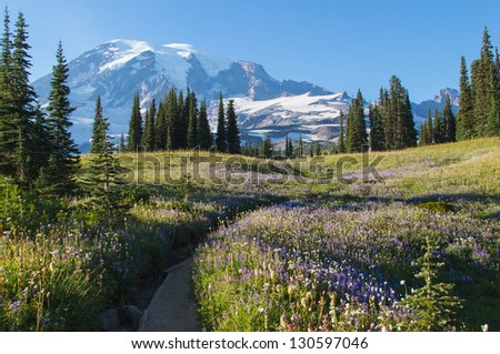 A scenic view of Mount Rainier with wild flowers and lupines growing in the late summer months