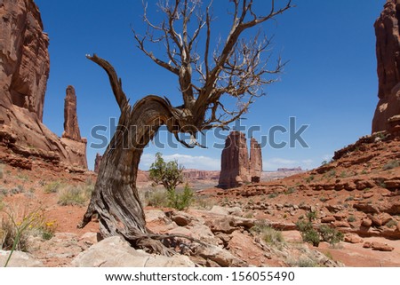 Scenic landscape view of an old Juniper tree in Park Avenue within Arches National park near Moab in Utah