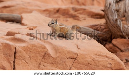 Small little desert squirrel looking for any food in the hot summer months