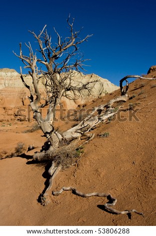 Old tree struggling for life in the desert