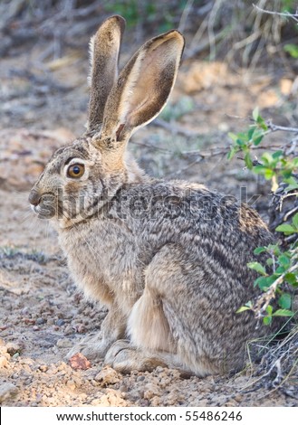 Jack Rabbit trying to hide behind a cluster of branches