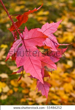 Fall colored leaves ready to fall off the branch