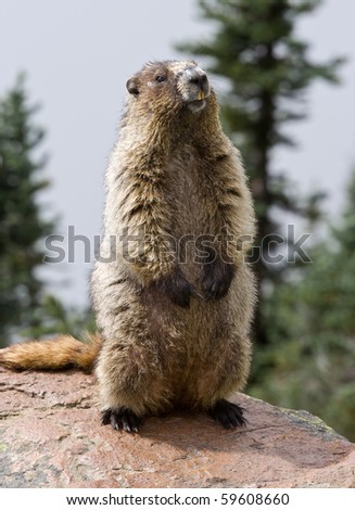 Hoary Marmot (also known as a Whistle pig) posing in the alpine during a mountain hike