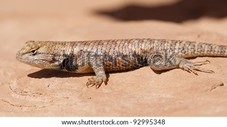Profile image of a spiny lizard