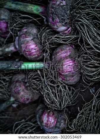 Freshly collected home-grown garlic, dark post-processing
