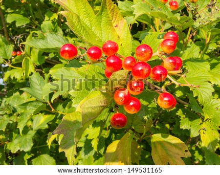 European Cranberrybush,  Viburnum opulus, with red stone fruits
