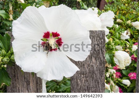 Flowers of a white Rose of Sharon with a bumblebee at a wooden fence