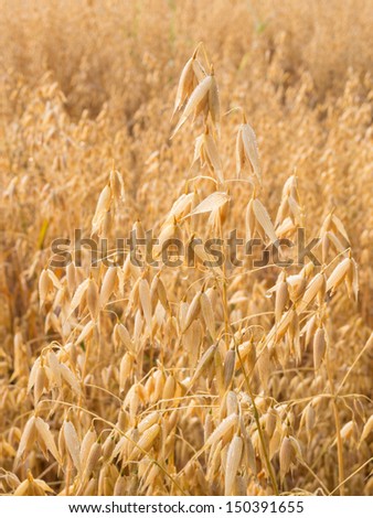 Oat plant with morning dew on an oat field