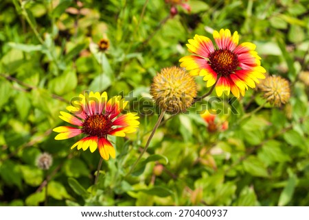 Red-yellow blanket flower, Gaillardia