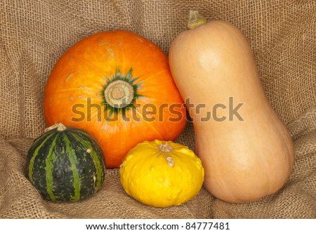 warty pumpkins