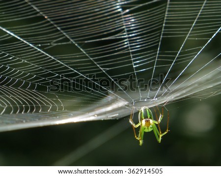 Orchard Orbweaver Spider on the web, photo taken in Taiwan