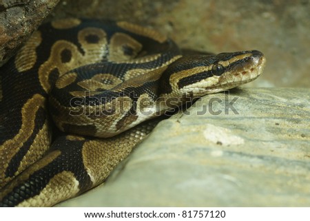 Royal Python Snake Stock Photo 81757120 : Shutterstock
