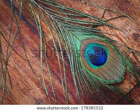 Feather of a peacock on a wooden table
