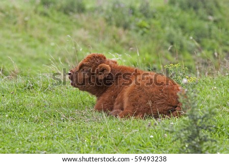 Scottish Highlander calf
