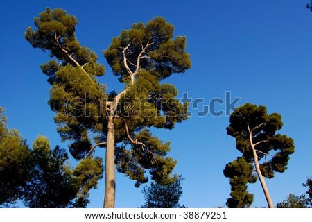 Huge Trees in Parque Retiro