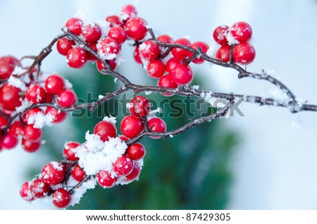 Snowy Christmas Tree Branch