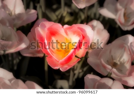 Romantic glowing real tulip in the shape of a heart